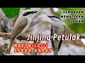 Download Lagu MASTERAN BURUNG JINJING PETULAK | SPEED RAPAT, DURASI PANJANG, SUARA JERNIH ISIAN TEMBAKAN PANJANG
