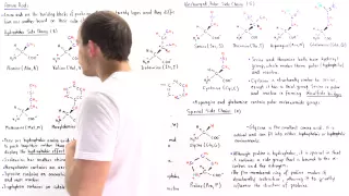 Nonpolar and Uncharged Polar Amino Acids