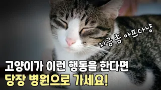 고양이가 아플 때 보이는 행동 8가지