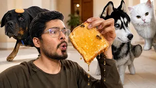 Roxy & Panda | BTS | Rottweiler | Husky | Review reloaded 