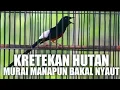 Lagu KRETEKAN MURAI BATU INI AMPUH UNTUK BANGKITKAN EMOSI MURAI BATU JENIS APAPUN