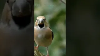 صوت الكرمب او ديك صلج الصوت كامل للصيد قريبا Hawfinch Call 