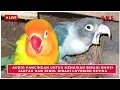 AUDIO PANCINGAN UNTUK MENAIKAN BIRAHI EMOSI JANTAN DAN JEBOL BIRAHI LOVEBIRD BETINA