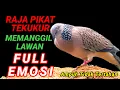 Download Lagu Suara Besar Burung Tekukur Kuk 1 Sangat Gacor Ampuh Untuk Pancingan Pikat Memanggil Lawan