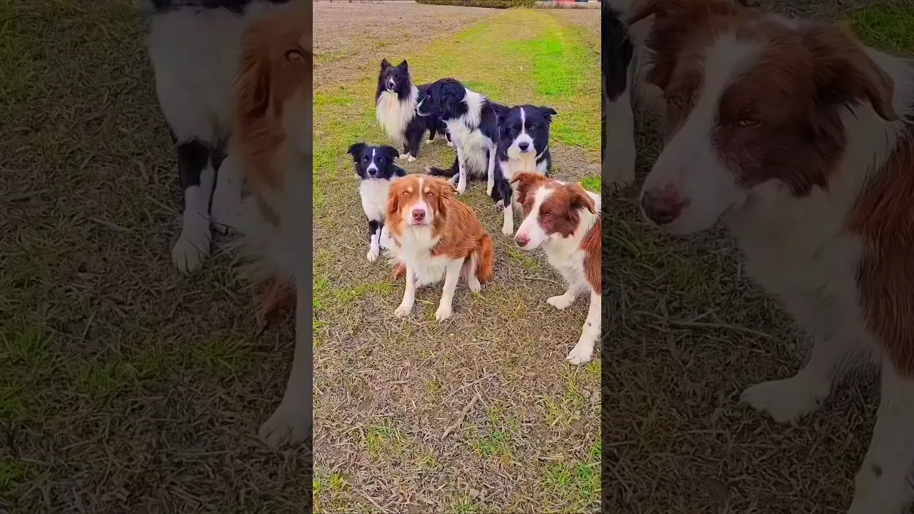 Dog funny training