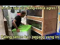RAJA ULAR KING COBRA SEBESAR INI YANG PALING BERBAHAY4 GERAKAN NYA