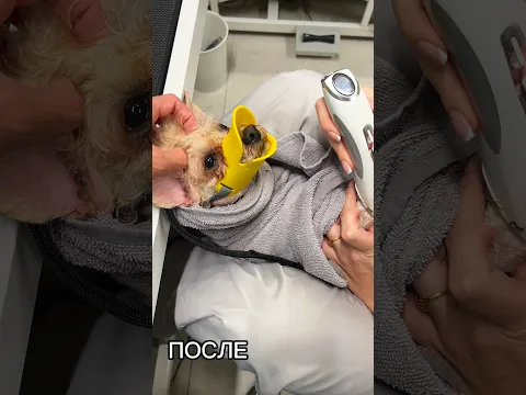 Агрессия у грумера #воспитаниесобак #собака #животные #грумер #агиессия