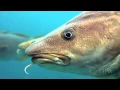 Cod The Fish that Made New England Pew