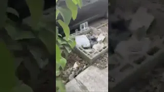                     دندنها