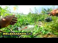 Download Lagu TAK TERJAMAH PEMANCING...!!! IKAN DISINI SUPER BABON SEMUA #mancing