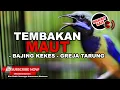 Download Lagu 🔴Cucak Cungkok Gacor Full Isian Greja Tarung dan Bajing Kekes❗️Masteran Segala Burung