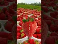 Download Lagu Yummy strawberries #shorts  #fruits