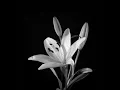 Lilium