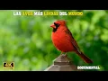 Download Lagu The Most Beautiful and Spectacular Birds on the Planet | Documentary Episode 1
