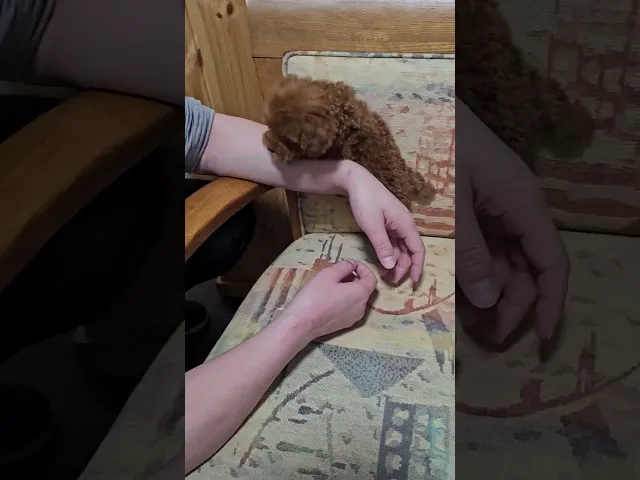 動画