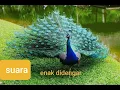 Download Lagu Suara burung merak jantan merdu suaranya bikin gak gak bisa tidur