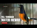 Download Lagu MURAI BATU GACOR FULL ISIAN TEMBAKAN KASAR MEWAH SANGAT AMPUH MENAIKKAN EMOSI MURAI BATU