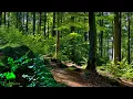 Download Lagu 🌳 4K - Relaxing Nature Sounds For Stress Relief, Forest Sounds, Bird Song