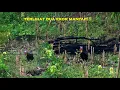 Download Lagu dua langsung gess berburu ayam hutan