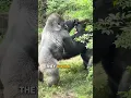 Download Lagu The Strength of the Silverback Gorilla #silverbackgorilla