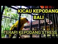 Download Lagu PANCINGAN KEPODANG BUNYI ❗ (Pereda Stress-Suara Paduan Koloni Kepodang Bali)