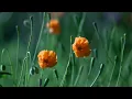 Красота))