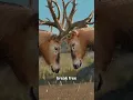 Download Lagu When Antlers Get Stuck Together 😱