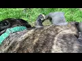 Cane Corso pups first time outside