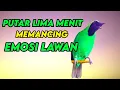 Lagu Masteran Dan Terapi Cucak Ijo Drop Mental,Birahi Melet \u0026 Macet Bunyi Dengar ini Auto Langsung Nyaut.