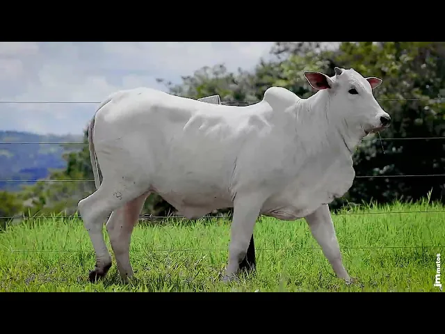 Novilha Nelore GNRN - 53