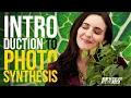 Intro to Photosynthesis - Chloroplasts Are Pretty Good at It