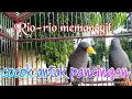 Download Lagu panggilan suara RIO RIO cocok untuk pikat