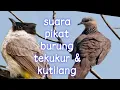 Download Lagu suara burung tekukur \u0026 kutilang