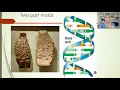 Nucleic acids 4 - DNA replication and transcription