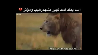 فزعة اسد لأخوه الاسد العجوز اقوى حالات واتس عالم الافتراس     دندنها