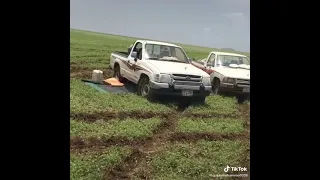 البطانه في الخريف 