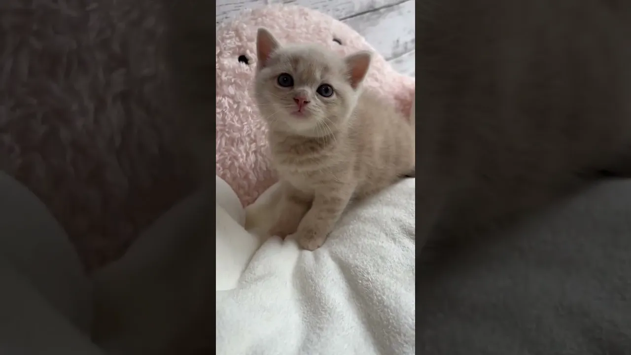 動画