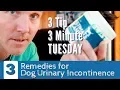 3 Minute 3 Tip Tuesday Remedies for Dog Incontinence