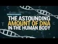 The astounding amount of DNA in the human body