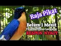 Download Lagu suara pikat tledekan gunung Ampuh || Sekali dengar langsung nyaut Auto poin