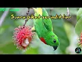 Download Lagu Suara serindit untuk pemikat serindit liar, PALING AMPUH!!! , [TANPA IKLAN]