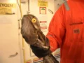 urutau clandestino em navio