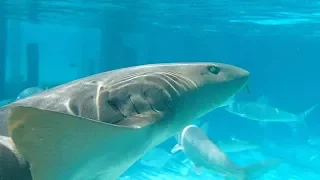 Ep. 19 –  Cruising The Bahamas (Exumas: swimming with nurse sharks, drug planes & iguanas)