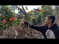 Download Lagu Hutan ini isinya burung cantik semua/mantenan big