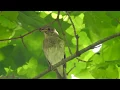 Download Lagu Thrush Nightingale calling in Kazan Tatarstan 18 June 2017