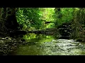 Download Lagu 8 JAM KICAU BURUNG BULBUL DI TEPI SUNGAI, SUARA ALAM YANG MENENANGKAN UNTUK TIDUR, WHITE NOISE