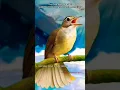 Download Lagu Bird or Gun? Olive-winged Bulbul’s Call Sounds Like AK-47 Fire !!! - Masteran Kapas Tembak Jernih