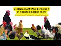 Download Lagu Suara 21 Jenis Ayam Berkokok dari Seluruh Dunia: Jersey Giants, Vorwerk, Phoenix, Shamo, Serama, etc