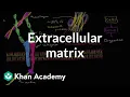 Extracellular matrix Structure of a cell Biology Khan Academy