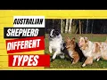 Australian Shepherd Difference types